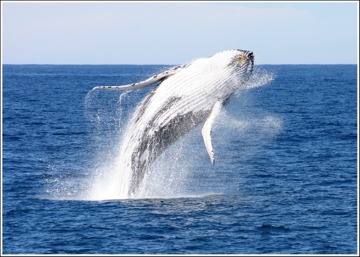 Humpback whale breaching in Port Stephens