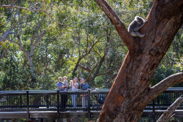 Port Stephens Koala Sanctuary2