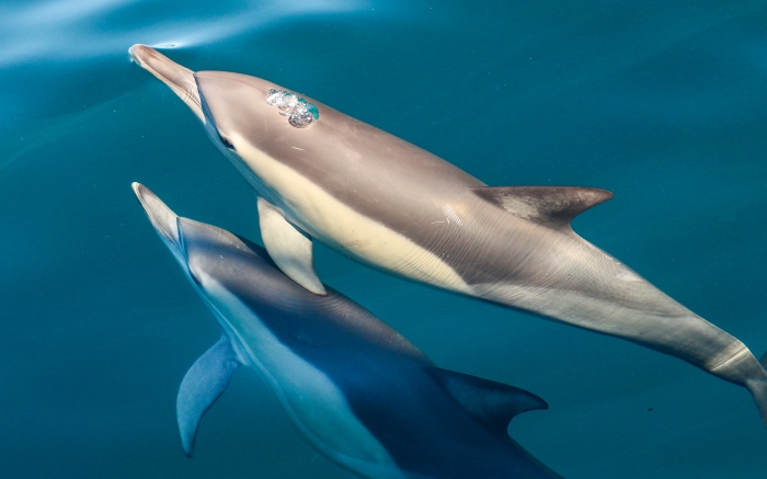 Port Stephens Dolphins