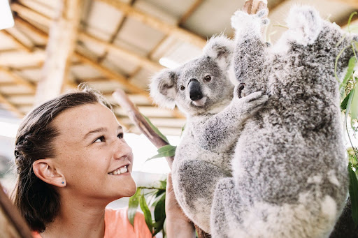 girl looking at two koalas